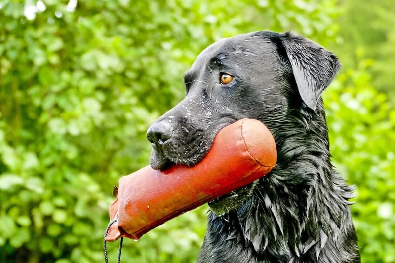 OBEDIENCE COACHING